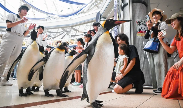 Penguins at Adventure World in Shirahama