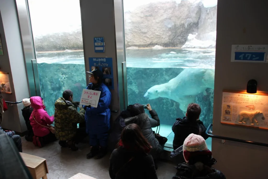 Polar bear pool at Asahiyama Zoo in Asahikawa