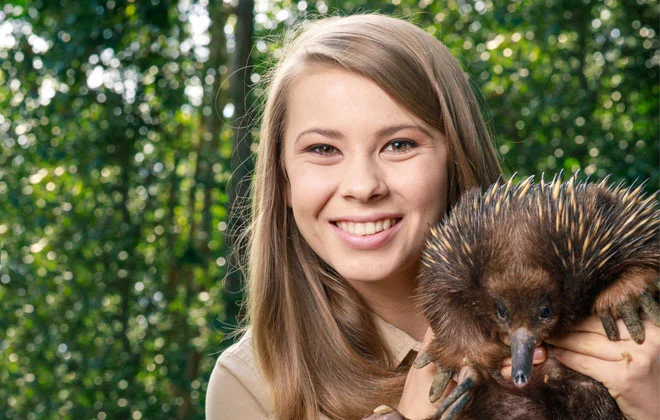 An echidna at Australia Zoo