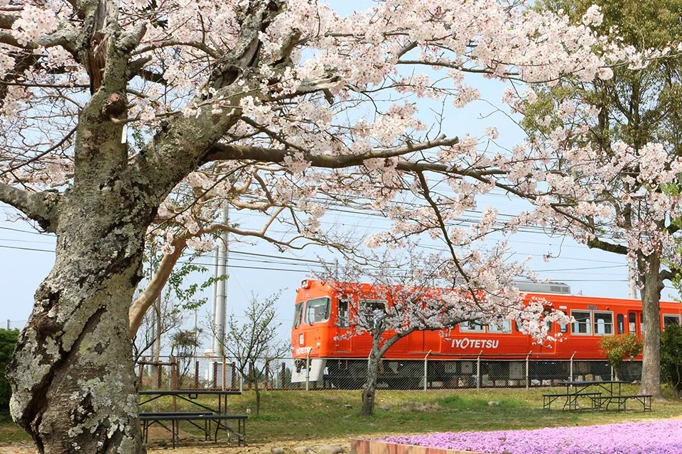 Cherry blossoms at Baishinji Park in Matsuyama