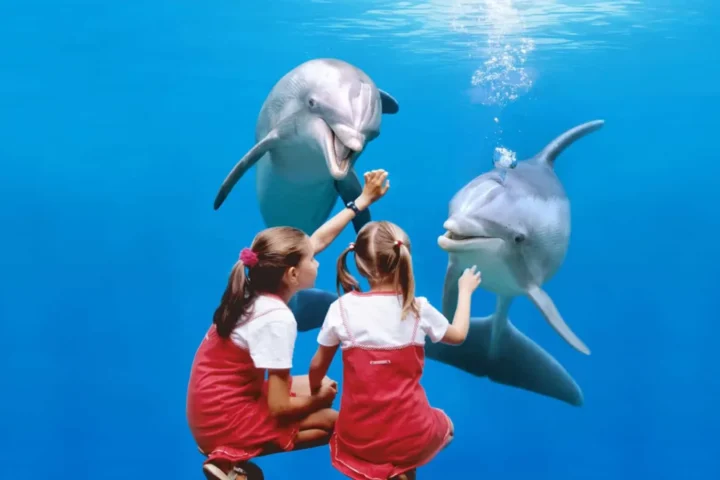 Dolphins and trainers at Boudewijn Seapark