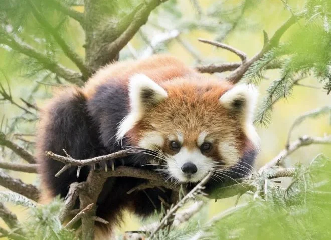 Red panda at Chiba Zoological Park in Japan