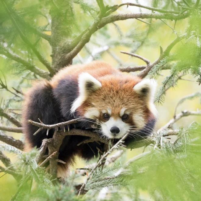 Red panda at Chiba Zoological Park in Japan