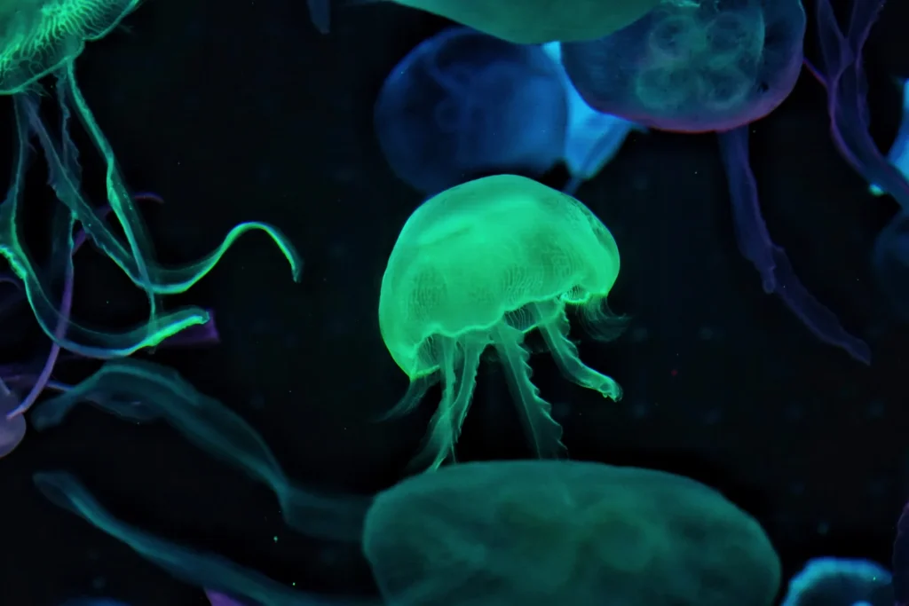 Green and blue illuminated jellyfish in an aquarium display at Chimelong Ocean Kingdom in Zhuhai, China