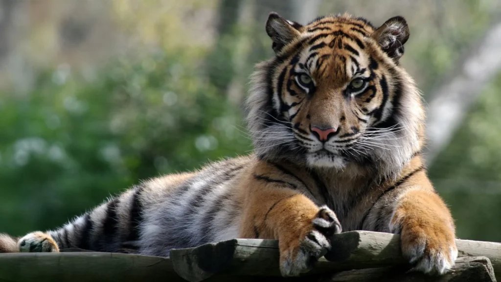 Tiger resting at Lisbon Zoo