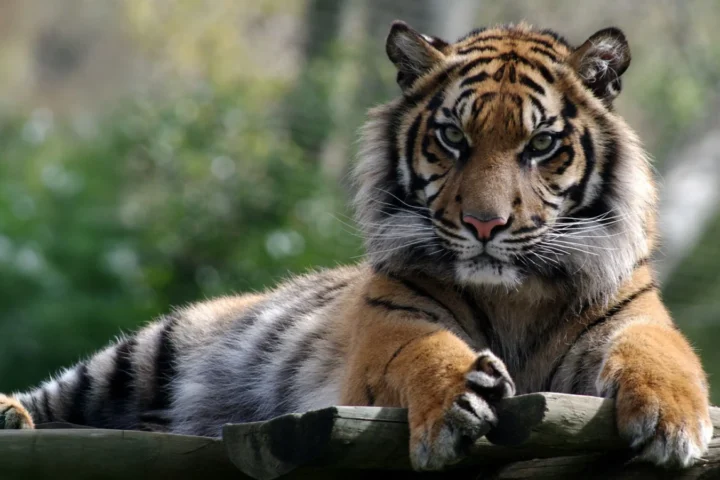 Tiger resting at Lisbon Zoo