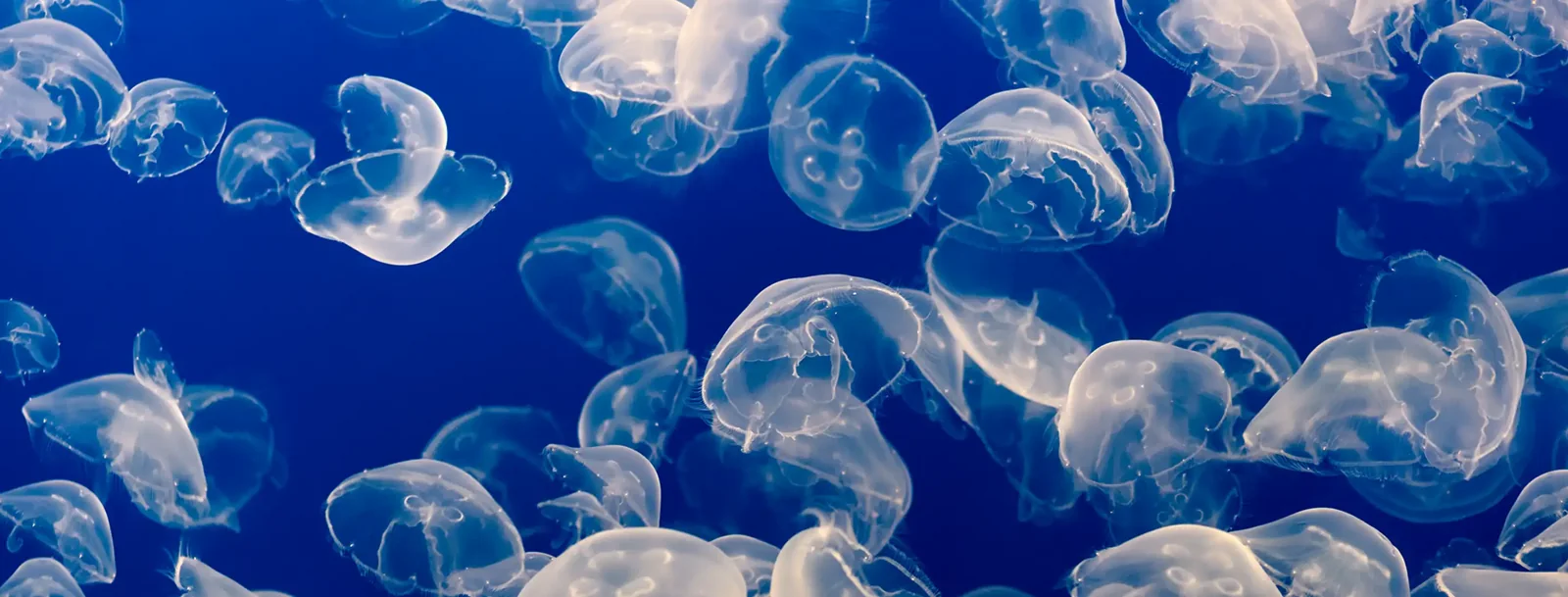 Translucent moon jellies drift through deep blue water in Monterey Bay Aquarium’s Open Sea exhibit.