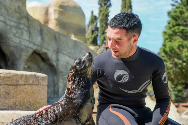 Sea lions at Mundo Marino in San Clemente del Tuyú