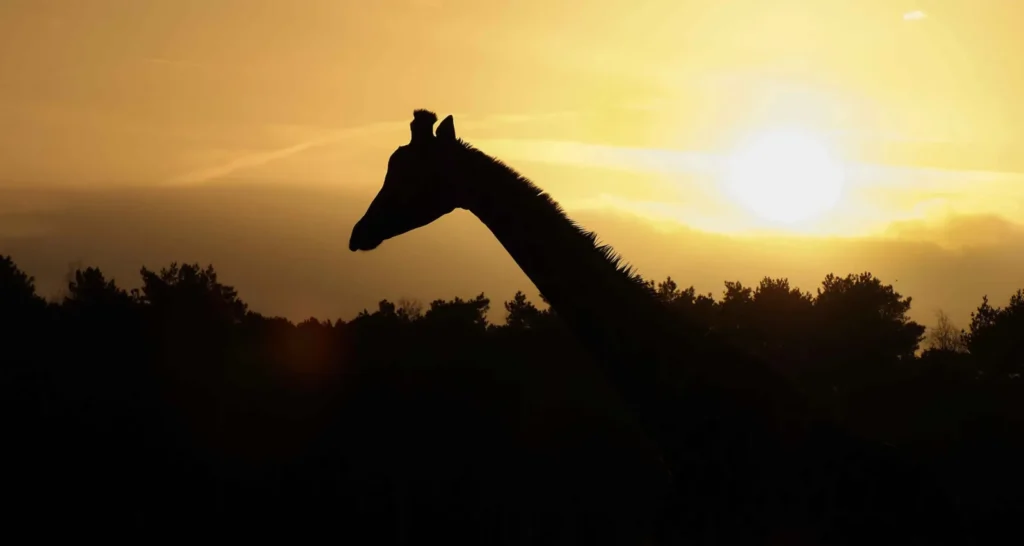 Giraffe at sunset in Safaripark Beekse Bergen