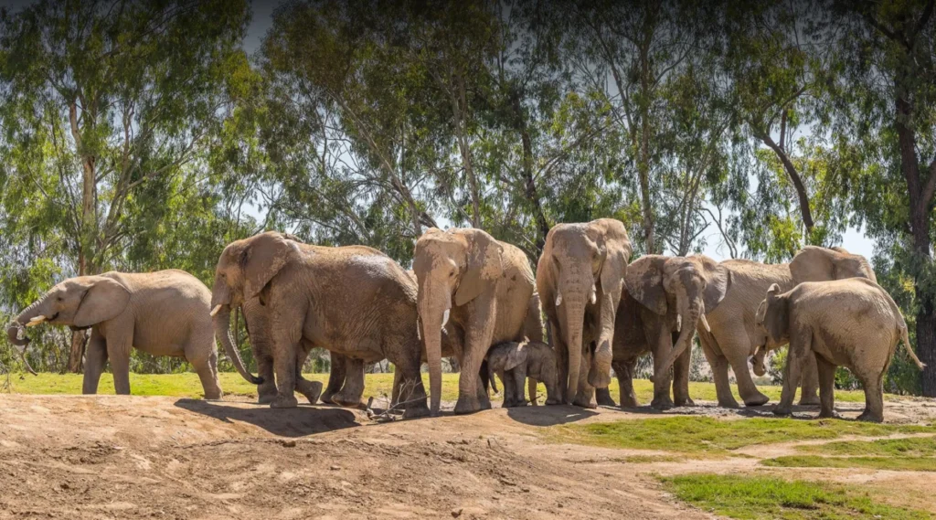 Elephants at San Diego Zoo Safari Park