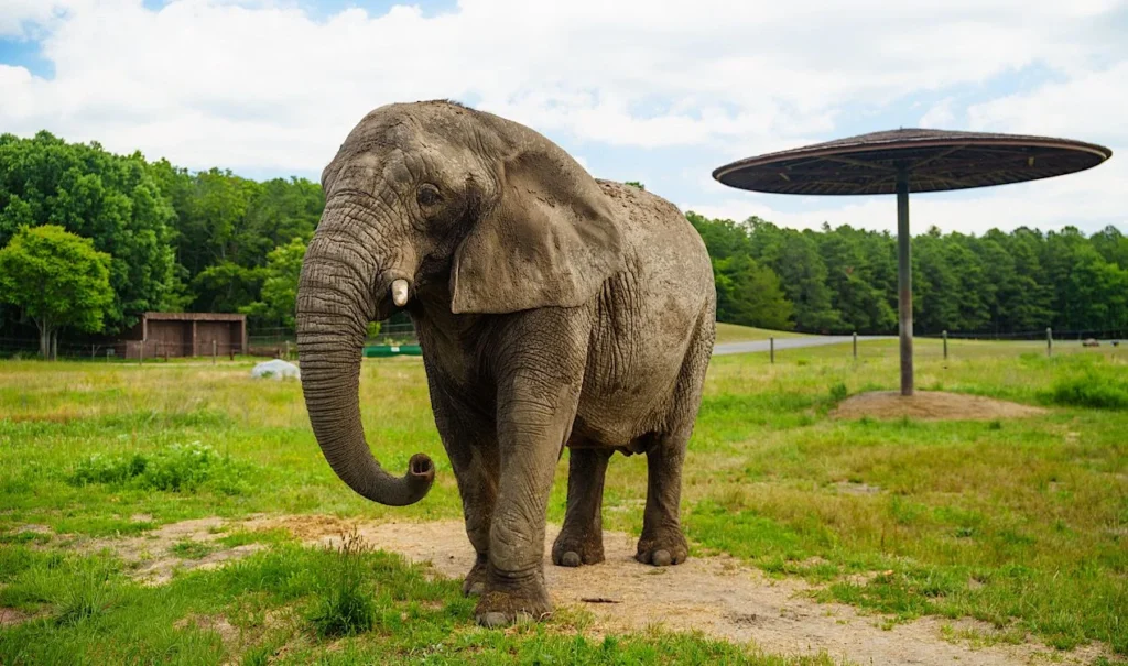 Elephant at Wild Safari in Jackson, New Jersey