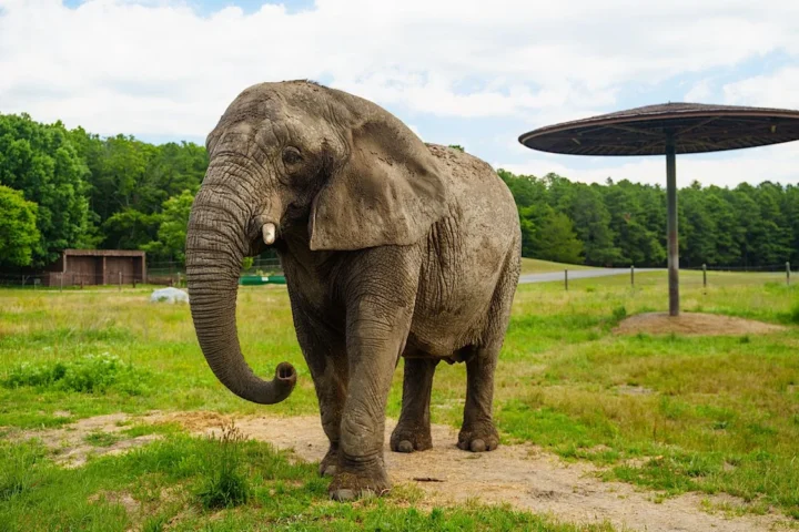 Elephant at Wild Safari in Jackson, New Jersey