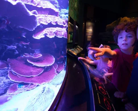 Two children watch fish in the coral reef tank in Sant Ocean Hall at the Smithsonian National Museum of Natural History.