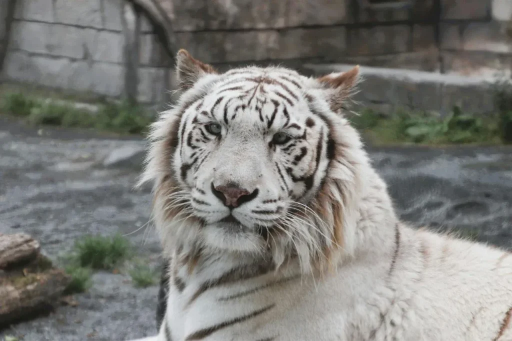 White tiger at Tobu Zoo in Miyashiro, Saitama